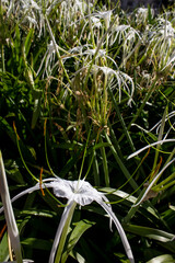 A mass of spider lilies in full bloom in Maputo, Mozambique.