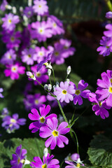Obraz premium The delicate flowers in a flowerbed of fairy primroses, Primula malacoide, in full bloom on an early spring day