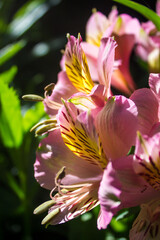 Fototapeta premium Close-up of the flowers of the pink Inca lily (alstroemeria aurea)