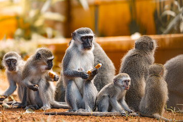 Troop Of Monkeys