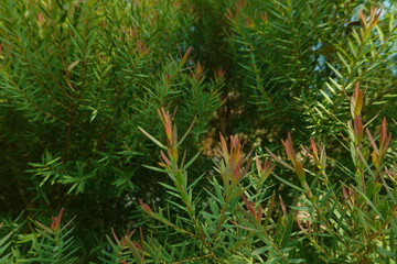 Melaleuca bracteata macro leaves small world