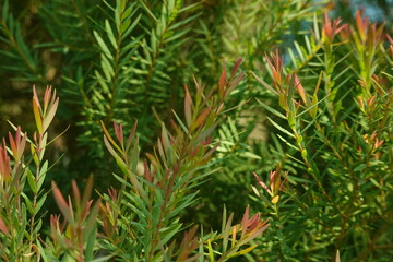 Melaleuca bracteata macro leaves small world