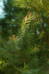 Melaleuca bracteata macro leaves small world