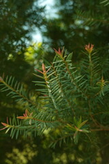 Melaleuca bracteata macro leaves small world