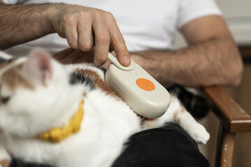 Grooming a Cat with a Comb for Healthy and Shiny Fur
