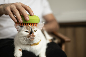 Gentle pet care, combing fur for a happy, healthy cat