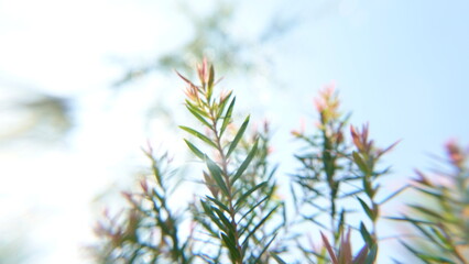 Melaleuca bracteata macro leaves small world