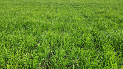 Obraz premium In the heart of winter, a captivating wheat field with shades of green 