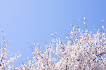 満開の桜と青空