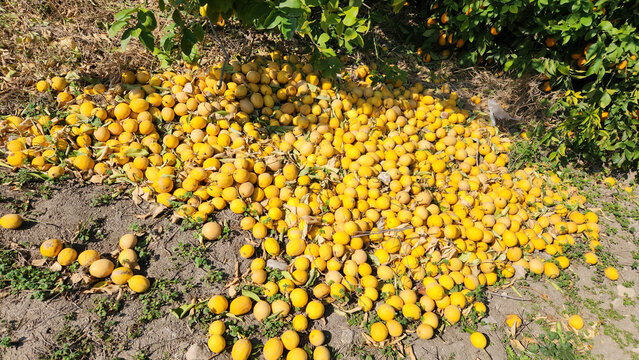 Rotten lemon piles left in the orchard due to the lack of harvest for sale