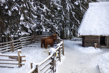 Brown cow in the winter park
