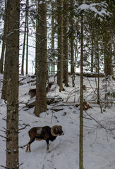 Cute animal in the winter park