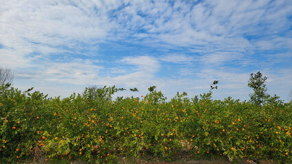 An orchard of the Meyer lemon, is a hybrid citrus fruit between a citron and a mandarin-pomelo hybrid in Medietrranean region in February