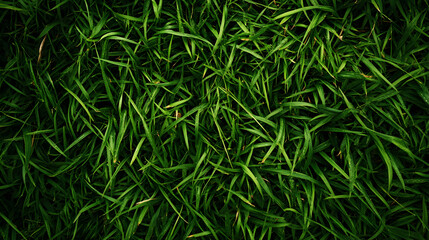 un fondo con hierba verde con textura de cesped o pasto verde con espacio de copia