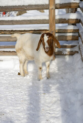 Cute animal in the winter park
