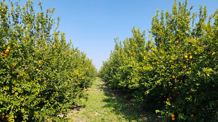 Fototapeta premium Trees in an lemon grove after harves in wint