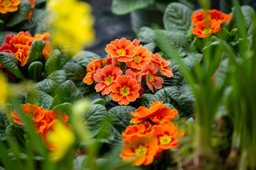 Blumenladen