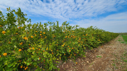 An orchard of the Meyer lemon, is a hybrid citrus fruit between a citron and a mandarin-pomelo hybrid in Medietrranean region in February