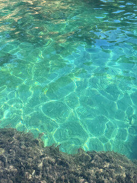 Sea clear water with algae.