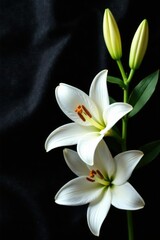 Fototapeta premium Elegant white lily flowers on dark black velvet fabric background, peaceful, floral