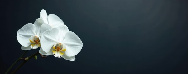 Elegant white orchid blooms on dark grey background with empty space, nature, bloom