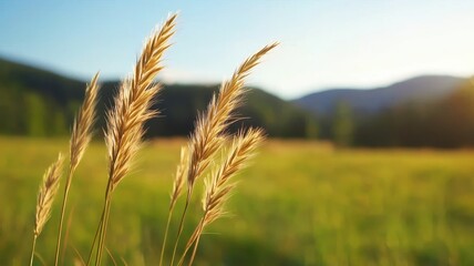 Obraz premium Golden grasses sway gently in the sunlight, framed by a serene landscape of rolling hills and vibrant greenery.