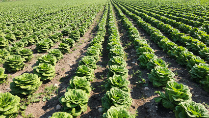In a field in winter, the variety of lettuce known as romaine, or cos, grows in a tall formation with sturdy leaves and firm ribs at the center