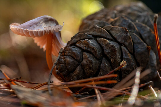 Mushroom growth alongside pine cone in forest floor scene