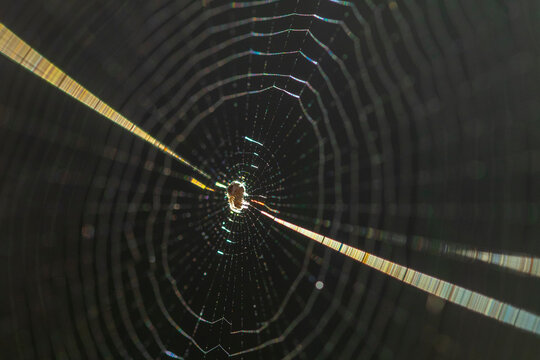 Delicate spider web illuminated by sunlight in nature