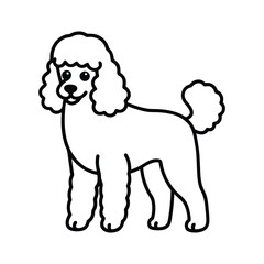 poodle dog