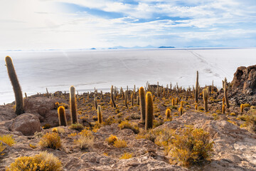 サボテンが彩る絶景 - ウユニ塩湖 インカワシ島