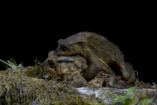 Common toads Bufo bufo in natural habitat night setting