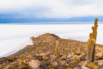 サボテンが彩る絶景 - ウユニ塩湖 インカワシ島