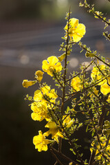 A Karoo gold, Rhigozum obovatum in full bloom, covered in showy yellow blooms, backlit by the late afternoon sun.