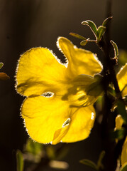 The back of a single yellow bloom of a Karoo gold, Rhigozum obovatum, translussent in the late...