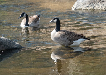 Two Canada Geese in a Rocky Creek