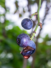 Small fruit flies in a blue blueberry which had burst open while still on the plant