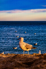 seagull at sunset