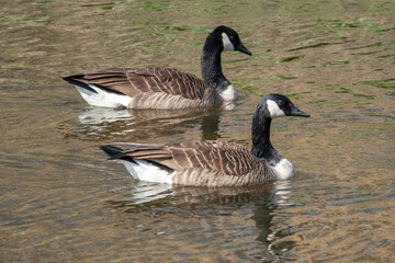 Two Canada Geese in Swimming Water