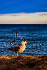 seagulls on the beach
