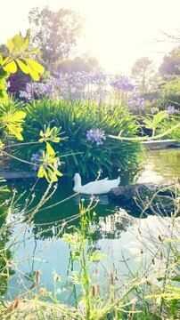 White duck swimming in peaceful pond during springtime