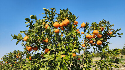 Oranges of Murcott Mandarin, a cold-resistant variety with a tough, dark orange peel that's a bit hard to remove, has an aroma that's very, very delicious.