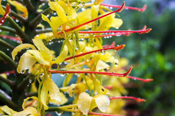 Close-up of the yellow flowers of the Kahili Ginger, Hedychium gardnerianum, with water drops hanging from there long reddish stamen, in Magoebaskloof, South Africa