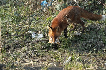 Dublin, Ireland - 29th March 2013 - a red fox in sunlight with several slices of white pan bread in its mouth that were thrown by a member of the public near the River Dodder in Dublin city