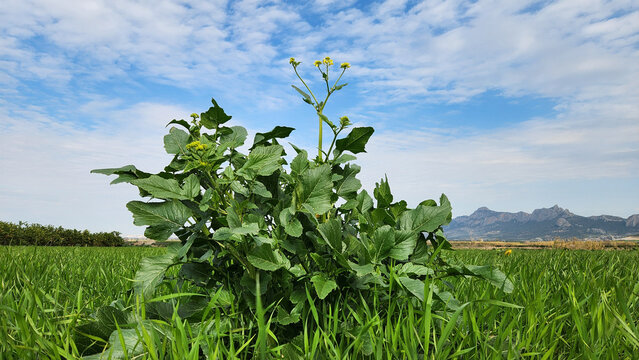 A charlock mustard, field mustard, wild mustard, or simply charlock (Sinapis arvense), is an annual or winter annual plant in the family Brassicaceae, in a wheat field.