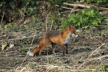 Dublin, Ireland - 29th March 2013 - a red fox in sunlight along the banks of the Dodder in Dublin city