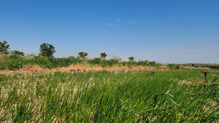 Onion field irrigated with sprinkler irrigation system in Mediterranean region