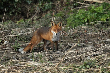 Dublin, Ireland - 29th March 2013 - a red fox standing in sunlight and staring straight at the camera near the River Dodder in Dublin city