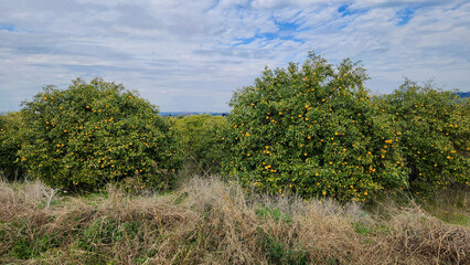 An orchard of the oroblanco, oro blanco, or sweetie is a citrus hybrid, resulting from a cross between an acidless pomelo and a Marsh grapefruit. 