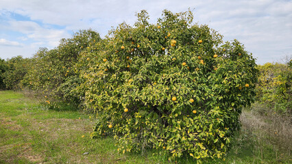 An orchard of the oroblanco, oro blanco, or sweetie is a citrus hybrid, resulting from a cross between an acidless pomelo and a Marsh grapefruit. 